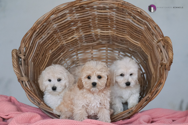 Cavoodles