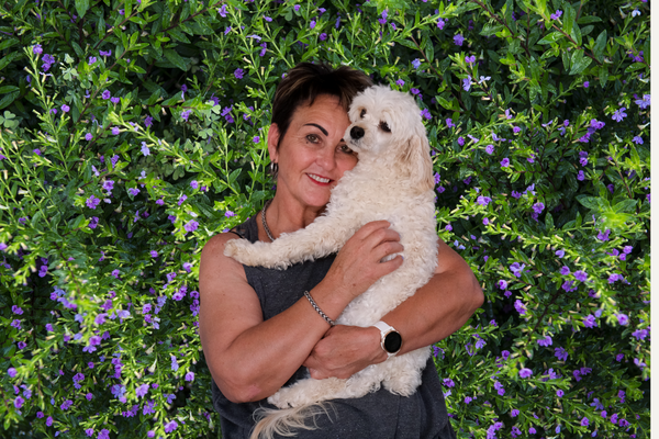 cavoodles up for adoption