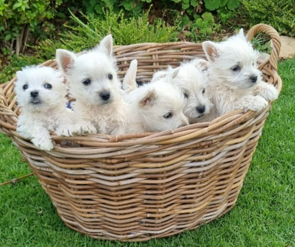 West Highland White Terriers adoption