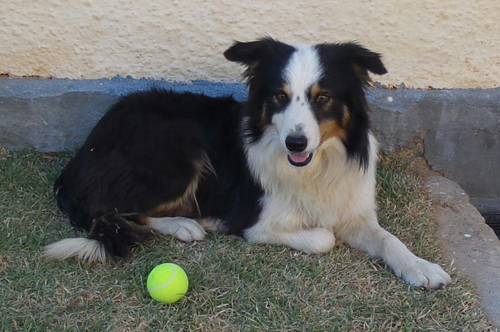 Border Collie