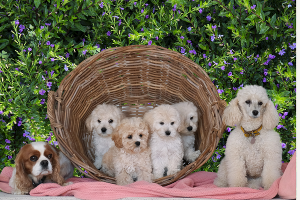 Cross Breed between a Cavalier KC Spaniel and a French Poodle