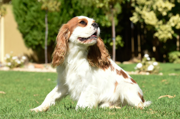 King Charles Cavalier