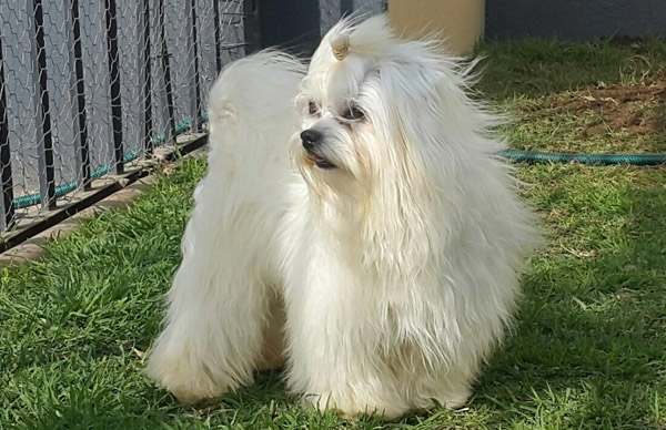 Maltese